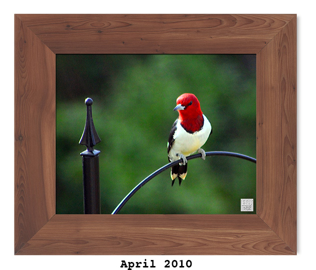 Red-headed Woodpecker