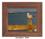2ML-028 – Ring-billed&nbsp;Gull