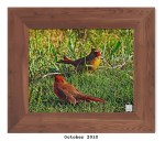 2ML-030 – Northern&nbsp;Cardinals