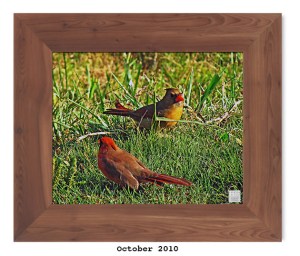 Northern Cardinals