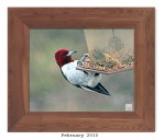 2ML-034 – Red-headed&nbsp;Woodpecker