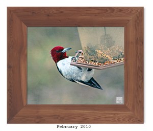 Red-headed Woodpecker