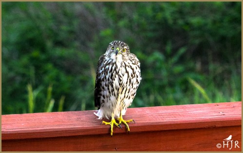 Cooper's Hawk