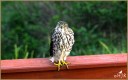 Cooper's Hawk