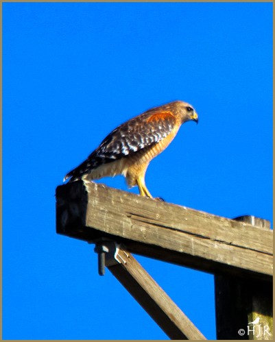 Red-shouldered Hawk