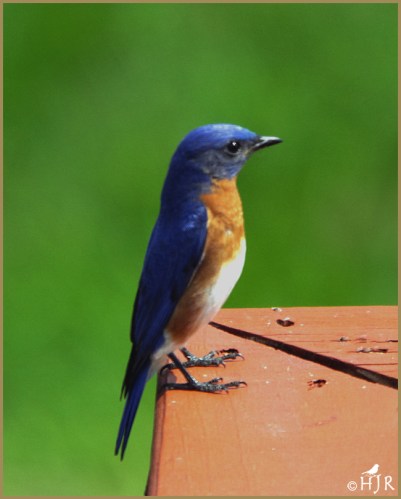 Eastern Bluebird (M)
