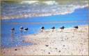 Sanderlings