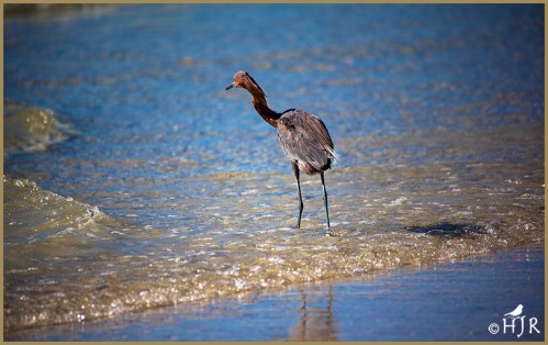Reddish Egret