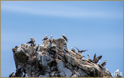 Peruvian Booby