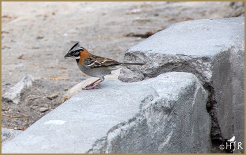 Rufous-collared Sparrow