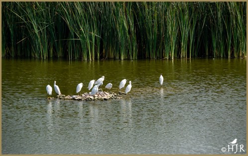 Snowy Egrets