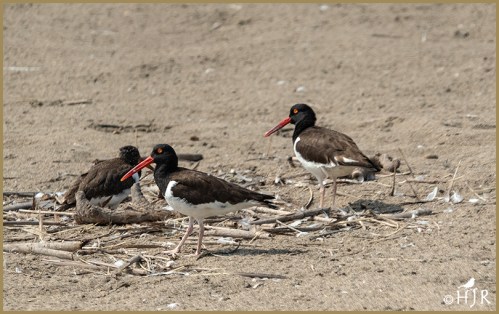 American Oystercatchers (Fam.)