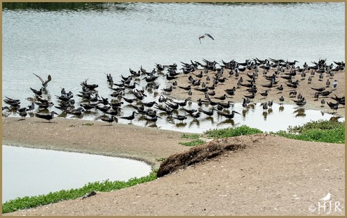Black Skimmers