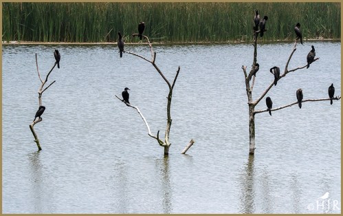 Double-crested Cormorants
