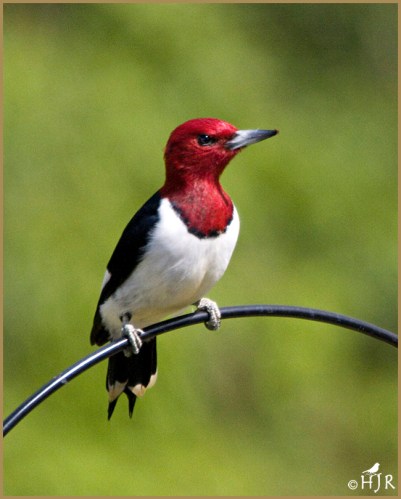 Red-headed Woodpecker