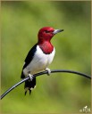 Red-headed Woodpecker