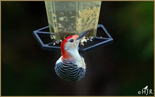 Red-bellied Woodpecker