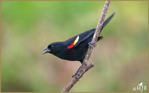 Red-winged Blackbird  (M)