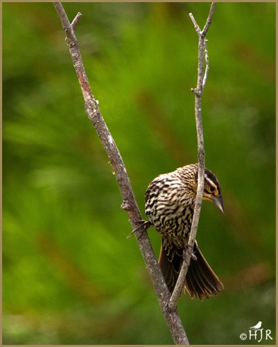 Red-winged Blackbird  (F)