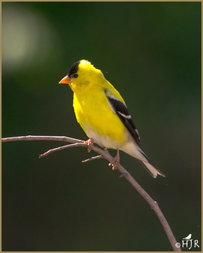 American Goldfinch (M)