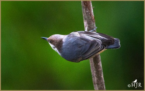 Brown-headed Nuthatch