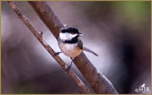 Carolina Chickadee