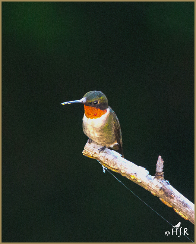 Ruby-throated Hummingbird (M)