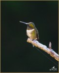 Set#142-b – Ruby-throated Hummingbird&nbsp;(M)