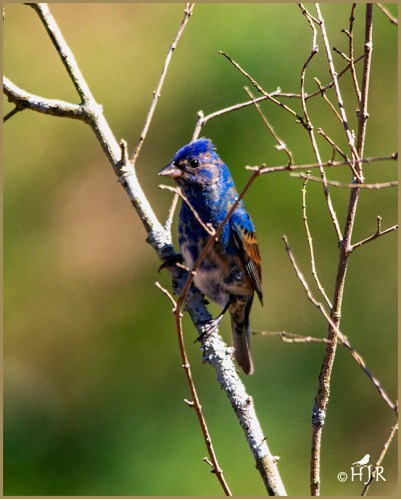 Blue Grosbeak (M)