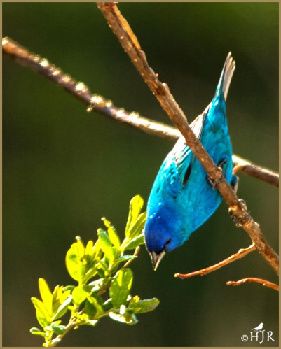 Indigo Bunting (M)