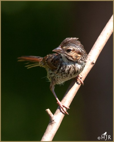 Lincoln's Sparrow