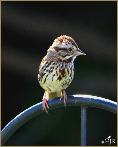 Song Sparrow