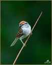 Chipping Sparrow