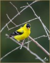 American Goldfinch