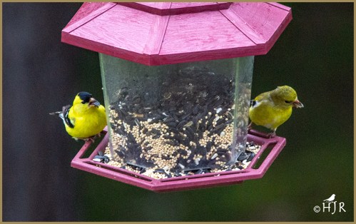 American Goldfinch (Male & Female)
