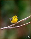 Set#148-a – Pine Warbler (Male &&nbsp;Female)