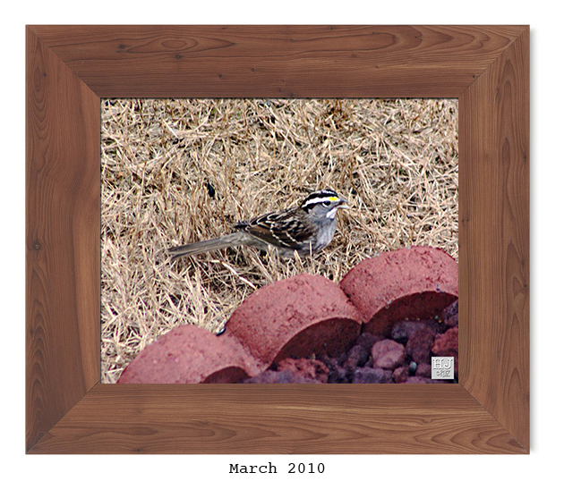 White-throated Sparrow