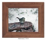 2ML-036 – Song&nbsp;Sparrow