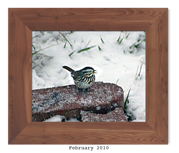 Song Sparrow