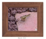 2ML-041- Song Sparrow