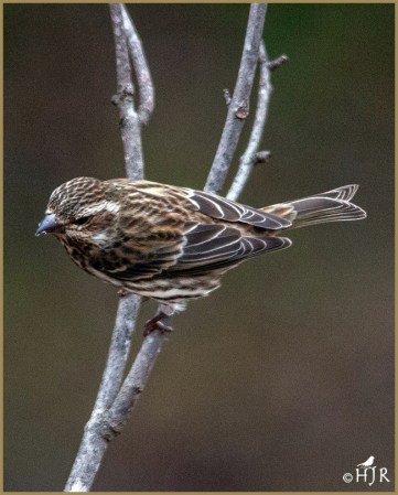 Purple Finch (F)