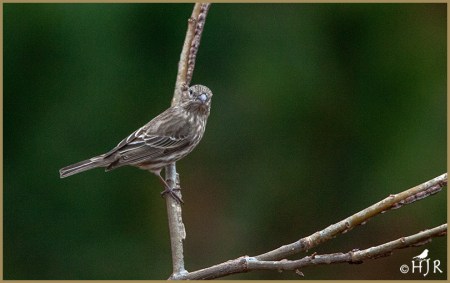 House Finch (F)
