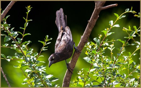 Common Grackle