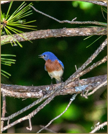 Eastern Bluebird (M)