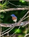 Eastern Bluebird (M)