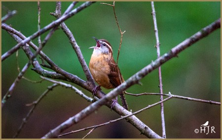 Carolina Wren