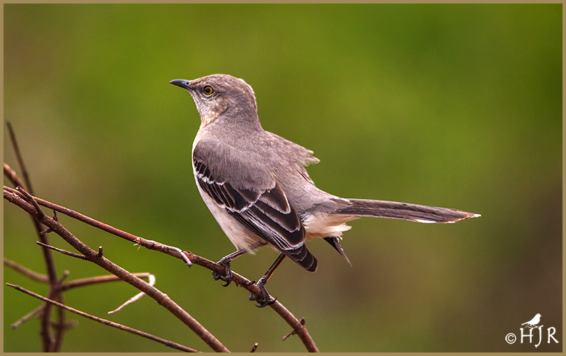 Northern Mockingbird