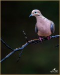Set#154-b – Mourning&nbsp;Dove