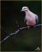 Mourning Dove