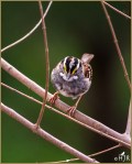 Set#155-a – White-throated&nbsp;Sparrow
